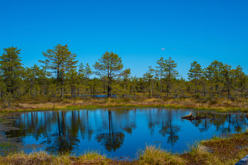 Fototapeta na wymiar View of a small blue lake in the middle of the Viru Bog in summer day, located in Lahemaa National Park, Estonia. Reflection of pine trees in a lake. Selective focus