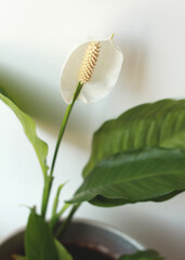 Obraz premium houseplant in pot with one big white flower 