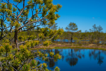 Pine trees at Viru Bog, Lahemaa National Park in Estonia. Selective focus