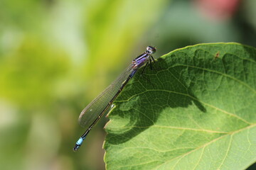 Große Pechlibelle - Ischnura elegans - junges Weibchen - violacea