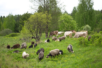 Fototapeta na wymiar Farm animals grazing cows and sheep in a spring field
