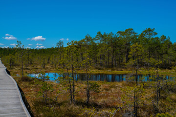 The landscape around walking path of Viru bog, one of the most accessible bogs in Estonia, Located in Lahemaa National Park. Selective focus