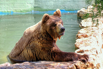 Brown bear takes a bath in a tub in a zoo