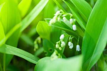 background of lilies  valley