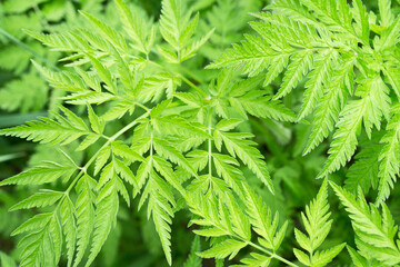 background of spring green leaves