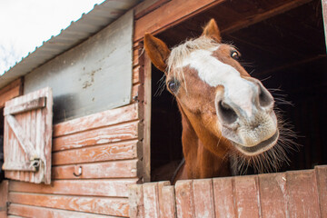surprised horse in the stall, close up view 
of fun horse snout with copy space
