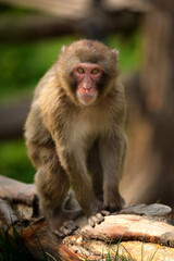 Macaque on the brunch