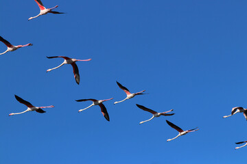 Flying flock of wild flamingos in summer