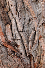 Closeup of texture structure background of a tree bark