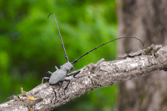 Cerambice Morimus asper su ramo con sfondo verde bosco
