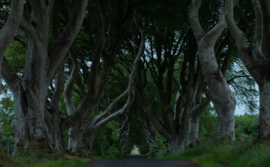 Dark Hedges, Causeway Coast, Northern Ireland at dawn