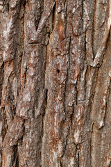 Closeup of texture structure background of a tree bark