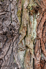 Closeup of texture structure background of a tree bark