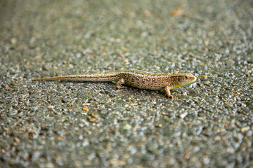 Small lizard on asphalt in park, Czech republic