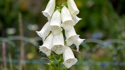 close up of a white foxglove © djenev