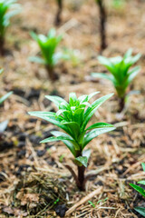 Lily flowers growth in the garden. Shallow depth of field.