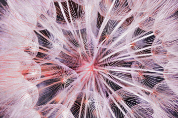 dandelion seed closeup