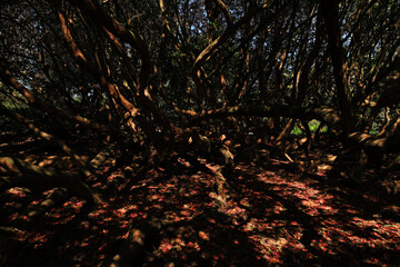 Heavily dappled light is cast across the floor of a rhododendron grove. Underexposed to highlight...
