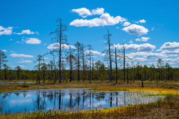 View of a lake in the middle of the Viru Bog, located in Lahemaa National Park, Estonia. Reflection of pine trees in a lake. Selective focus.