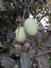 Green mango on mango tree