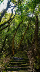 footpath in the woods