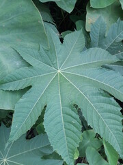 green leaf background