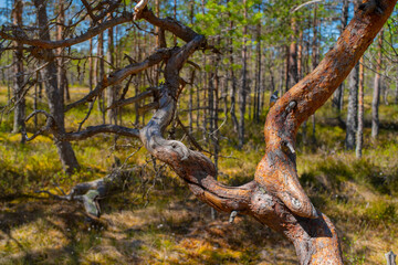 Curved pine tree at raised Viru Bog located at Lahemaa National Park, Estonia. Selective focus