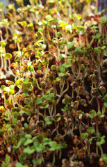 Micro green foliage background close-up. Germination of seeds at home. Vegan and healthy eating concept.