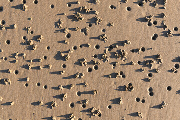 Fototapeta na wymiar Lug worms creating a pattern of small holes and hills on the beach