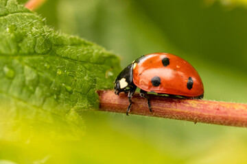 Adult ladybug climbing on a raspberry branch