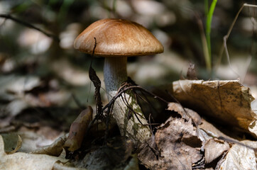 mushrooms in the forest are very beautiful and can be eaten Popular white Boletus mushrooms in forest.