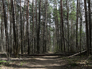 
road in the spring forest after a storm