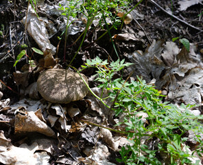 mushrooms in the forest are very beautiful and can be eaten Popular white Boletus mushrooms in forest.