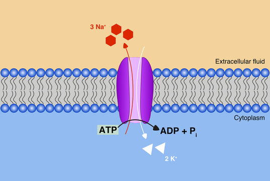 Illustration of how sodium-potassium pump works.