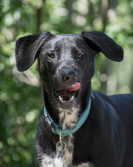 Perro con lengua fuera.