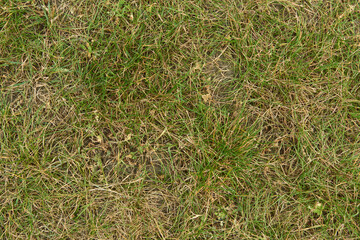 green grass background