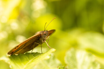 Macro view of a brown butterfly in front of a blur of greenery