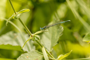 Agrion, small species of blue dragonfly resting on a grass by the water, damselfly