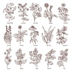 Sketch illustration of medicinal herbs. Vector hand drawn set. Chamomile, gingo beloba, echinacea, calendula, mint, rose hip, lavender. For packaging, patterns, prints. - obrazy, fototapety, plakaty