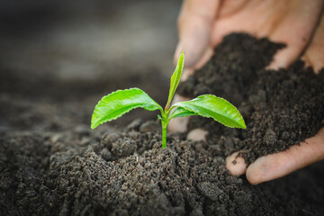 Plant growing on soil,  protecting environment. Growing seedlings, The idea of planting trees to reduce global warming, World Environment Day.