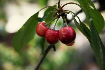 Ripe red cherries on the branches of the tree. High quality photo