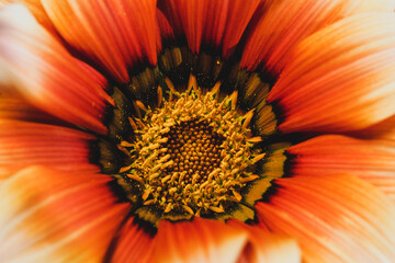 Top view of bright orange daisy flower.