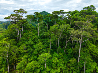 Tropical rainforest trees in a dense green foliage tree tops. Amazonas or Asian rain forest. Aerial drone view over the lush mountain forest. - obrazy, fototapety, plakaty