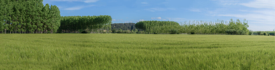 Green wheat field landscape with tree planting background and blue sky