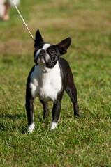 Fototapeta premium Boston Terrier