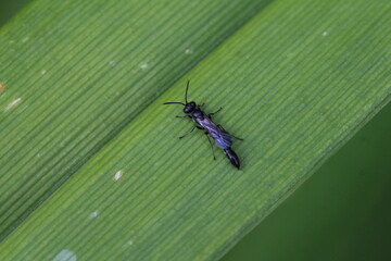 schwarze Schlupfwespe klein