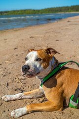 Portrait of cite red American Staffordshire Terrier on the beach. Dogs nose and mouth covered with the sand.