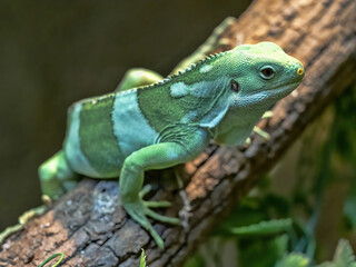 The Fiji banded iguana, Brachylophus fasciatus, is rare to live only in Fiji