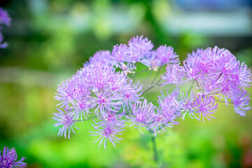 Blooming purple French Meadow Rue (Columbine Meadow Rue) in the forest. Selective focus. Shallow depth of field.