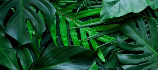 Obraz na płótnie Canvas closeup nature view of tropical green monstera leaf and palms background. Flat lay, fresh wallpaper banner concept